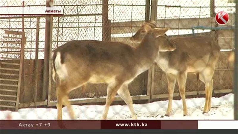 В многострадальном зоопарке Алматы животных начали кормить как положено