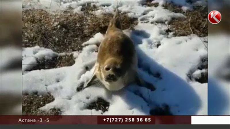 Во всём виноваты пупки: в Мангистау выяснили, почему по степи ползают тюлени