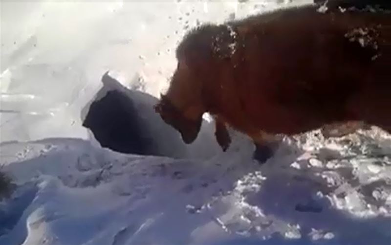 Видео с исчезающими под снегом коровами попало в сеть