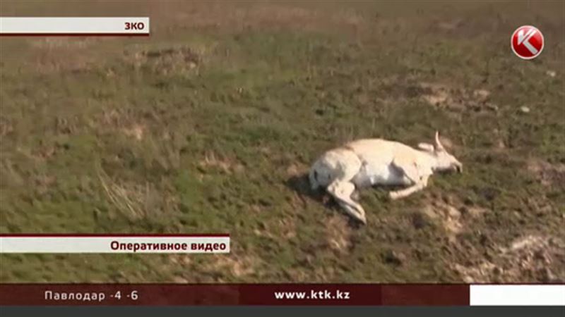 В ЗКО задержали полицейских-браконьеров