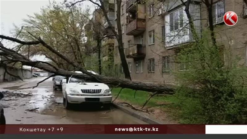  На юге Казахстана ветер с корнями вырывал деревья