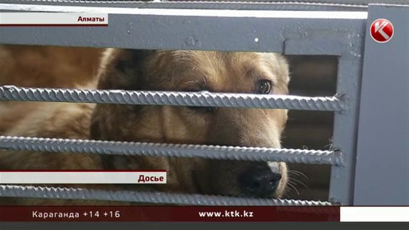 Прокуроры пожалели бродячих собак, которых отлавливают с особой жестокостью