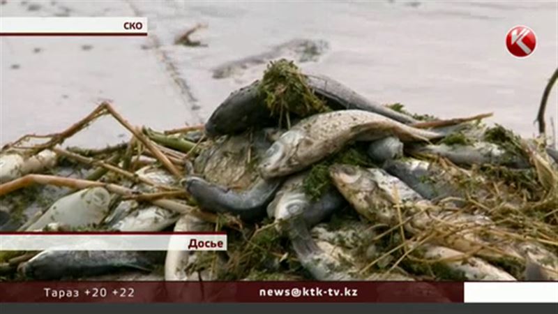 Тысячи карасей в СКО погибли из-за нехватки кислорода