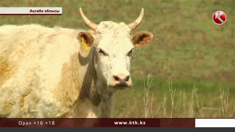 Ақтөбеде облыстық әкімдіктен өтемақы ала алмай жүрген шаруалар наразылыққа шықты