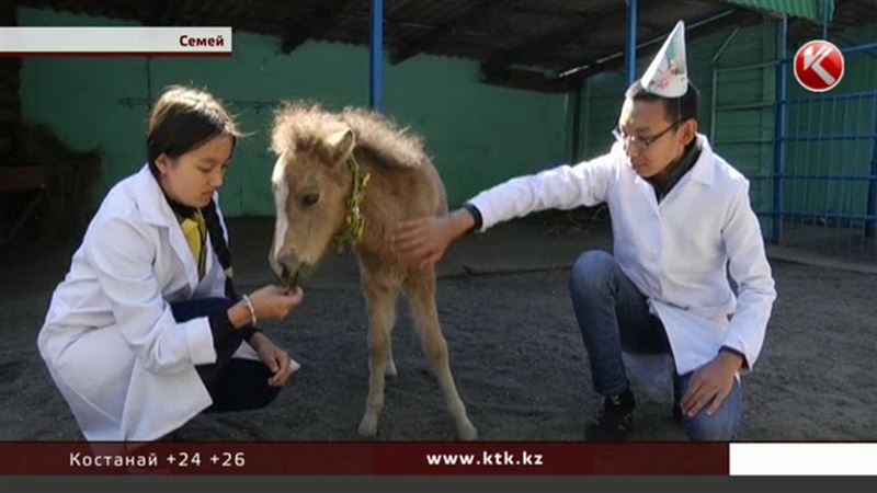  В Семее с размахом отметили день рождения пони