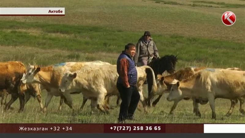 Актюбинские фермеры разоряются: чиновники не возмещают затрат, как обещали