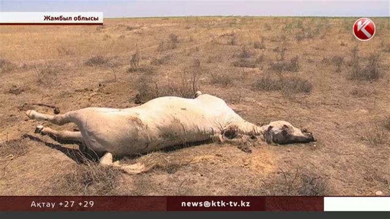 Жамбыл облысында мал жұмбақ жағдайда қырылып жатыр