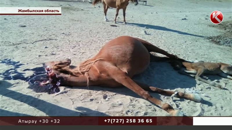 В Жамбылской области боролись с саранчой, а погиб скот