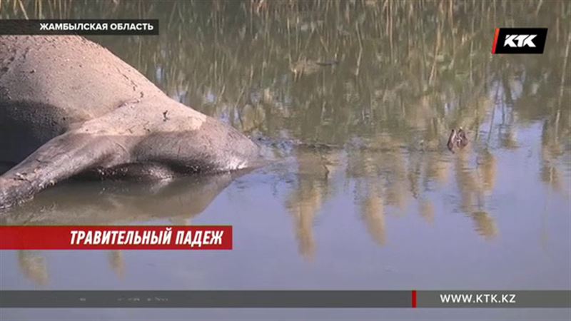 Жамбылские фермеры говорят, что их скот массово гибнет из-за воды с цианидом