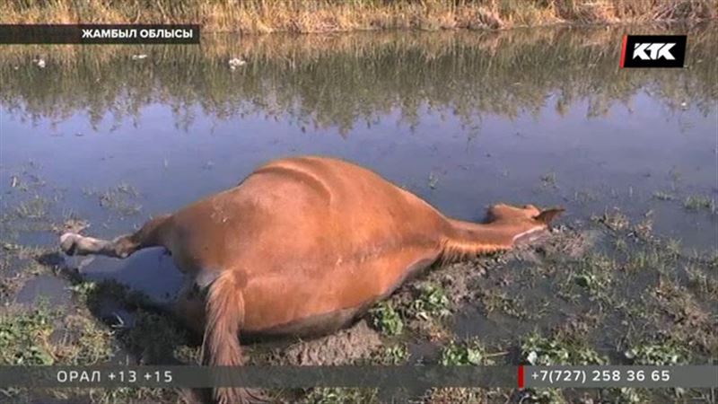 Жамбыл облысындағы жылқылардың жаппай қырылу дерегіне қатысты қылмыстық іс қозғалды