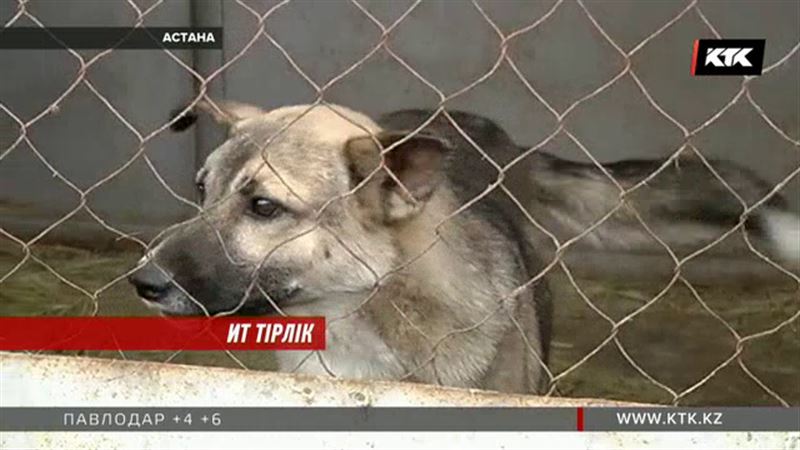 Астанада әкімдіктен өлі ит сұраған ғалымдардың басы дауға қалды