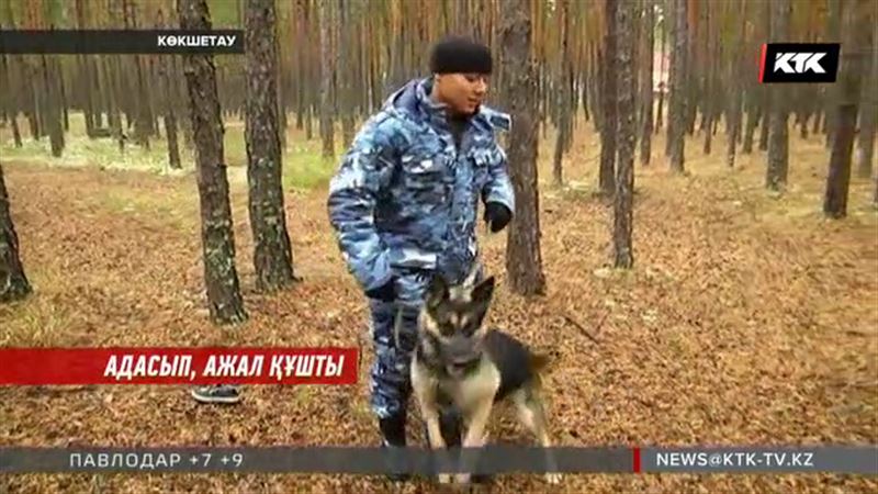  Ақмола облысында жоғалып кеткен әжейдің өлі денесі табылды