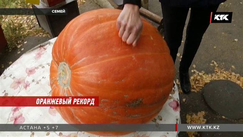 В Семее вырастили гигантскую тыкву