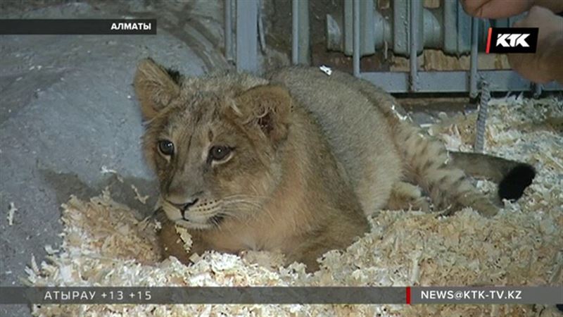 В Алматы спасают львенка, на котором зарабатывали деньги