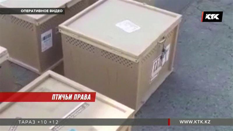 Живую контрабанду из Катара обнаружили в Алматы