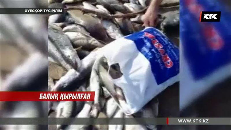 Жезқазған маңындағы Сарысу өзенінде балықтар жаппай қырылып жатыр