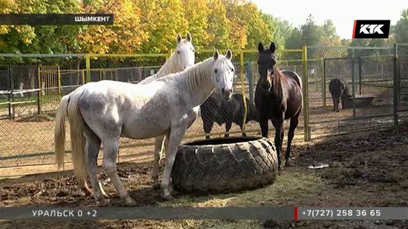  В зоопарке Шымкента один элитный скакун заболел, другого съели