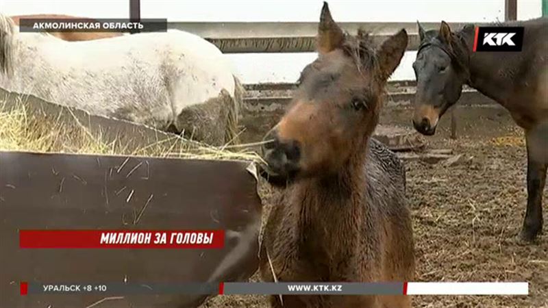 Акмолинские сельчане дают миллион за информацию о барымтачах