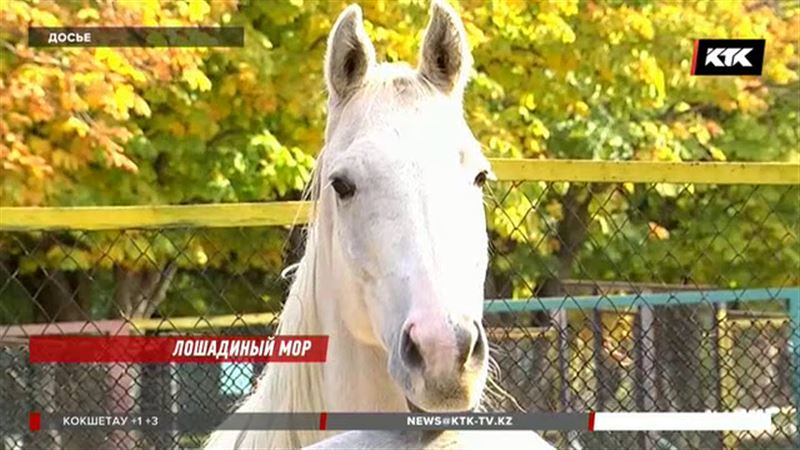 Еще один скакун «пивного короля» скончался