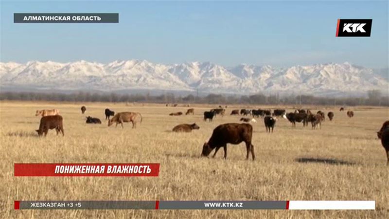 Животноводы Алматинской области говорят, что по вине чиновников остались без кормов