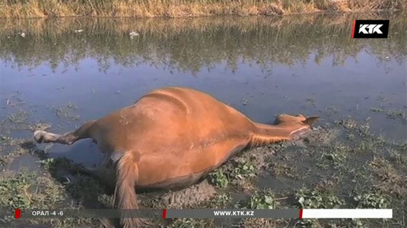 Жамбыл облысында малдың жаппай қырылуының себебі айтылды