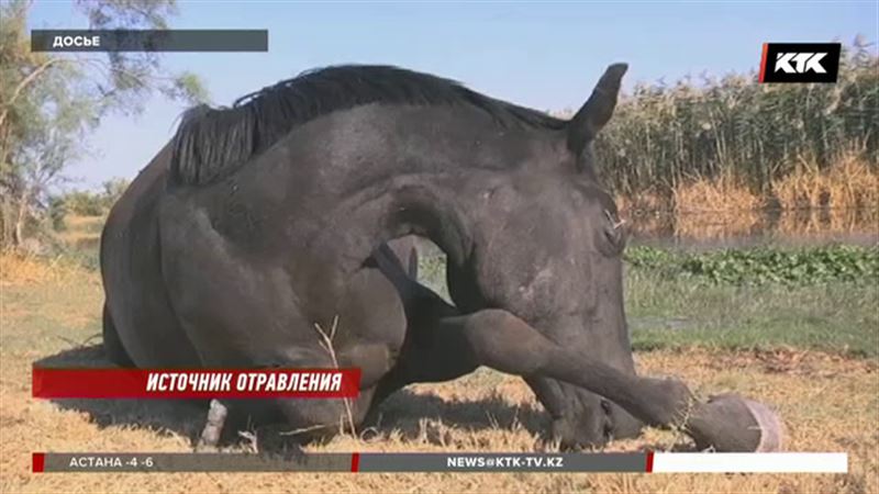 Опасным признали водоём в Жамбылской области – погибло 50 голов скота