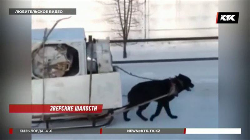 «Ездовая» собака вызвала шквал критики зоозащитников