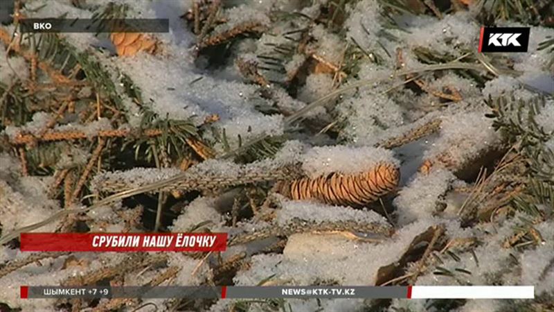 Сельчане ВКО не поймут, зачем срубили ель у акимата и установили рядом 