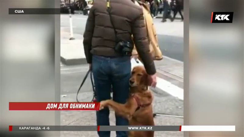 Весь мир собирает деньги на дом для собаки-обнимаки