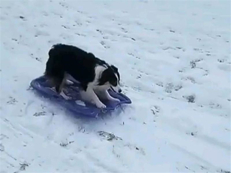 Видео катающейся на ледянке собаки покорило Сеть