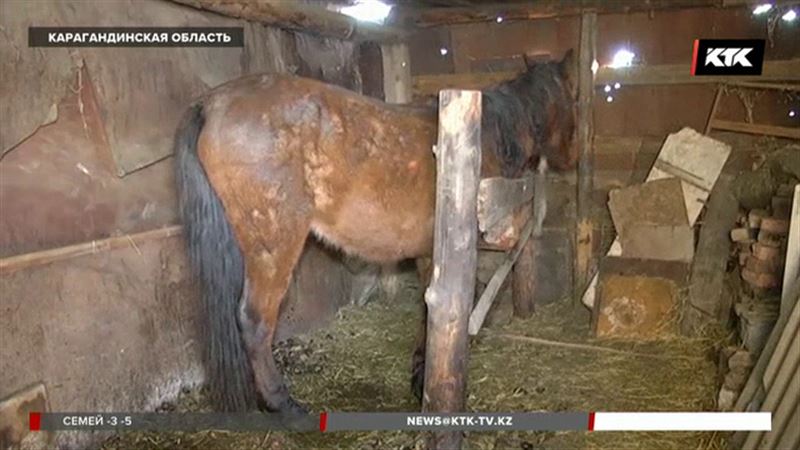 В селе Каракудук начали уничтожать лошадей