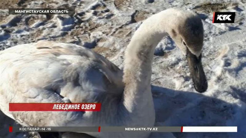 Лебедей спасают на замерзающем Каспии