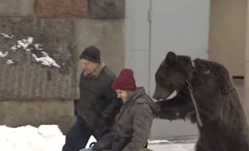 ВИДЕО: Аю өзінің үйретушісін ауруханадан шығарып алды