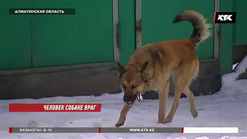 Во дворе школы в Алматинской области бродячие собаки напали на ребенка