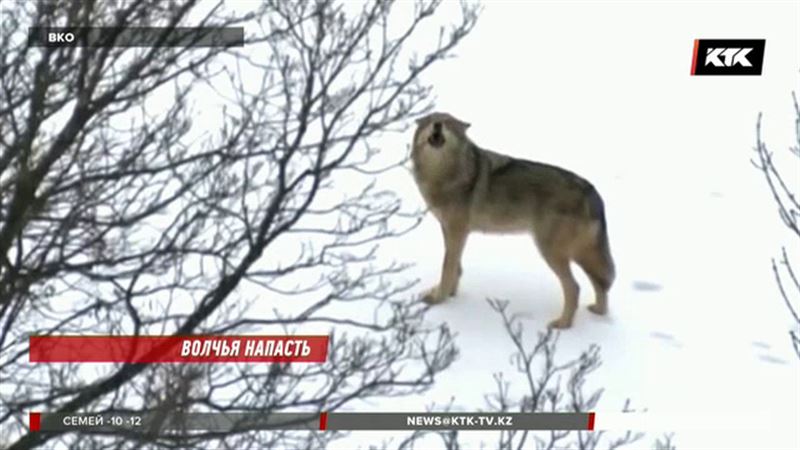  Из-за волков крестьянские хозяйства ВКО терпят миллионные убытки