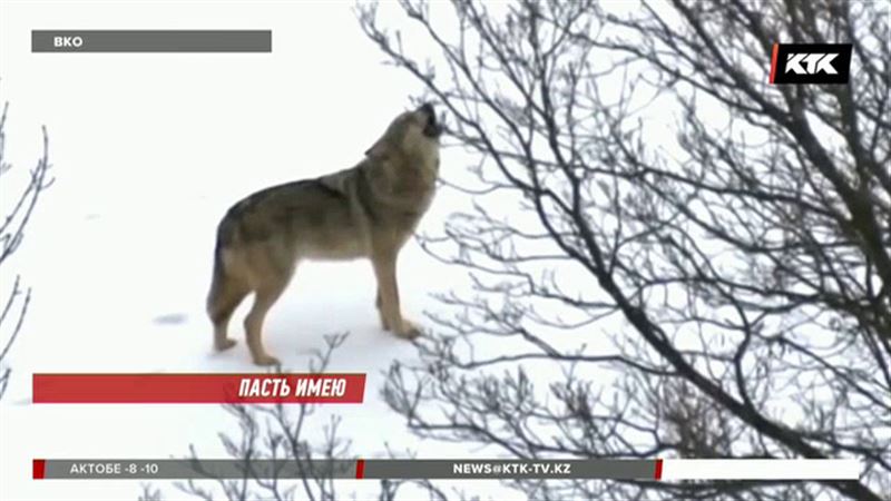 Волки подбираются всё ближе к населённым пунктам ВКО