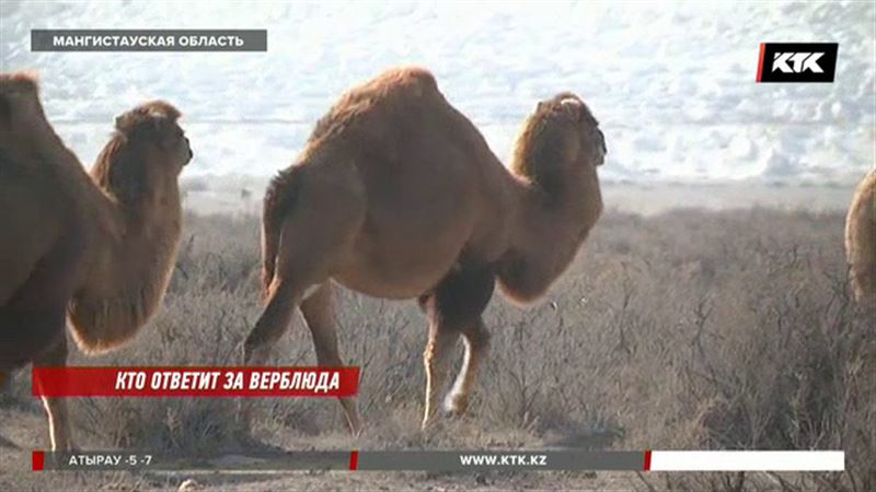 Где найти верблюда