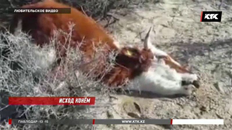 Бешенство проникло еще в один район Мангистауской области