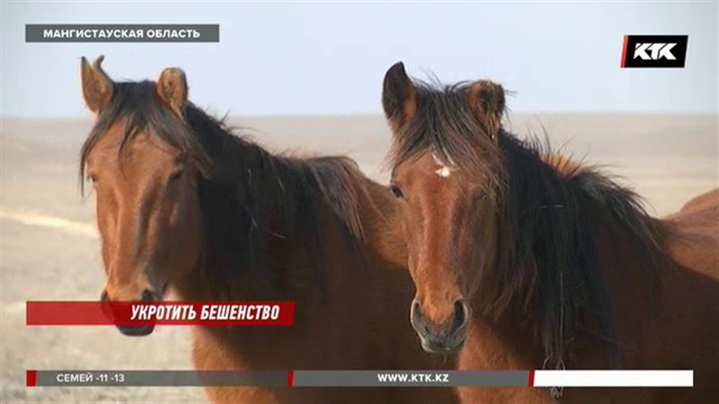 Власти Мангистауской области рассказали, как борются с бешенством