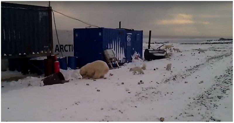 ВИДЕО: Ашыққан ақ аюлар ауылды басып алды