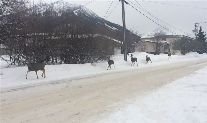 В Канаде сняли на видео законопослушных оленей