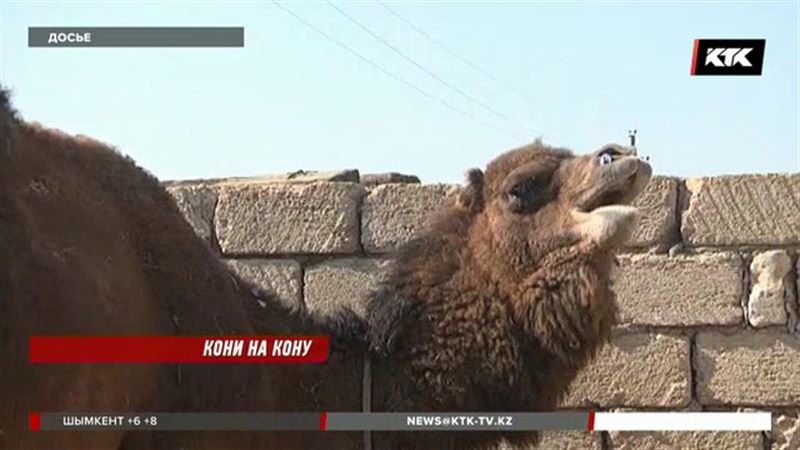 Верблюдов и лошадей в Мангистауской области могли заразить волки и лисы