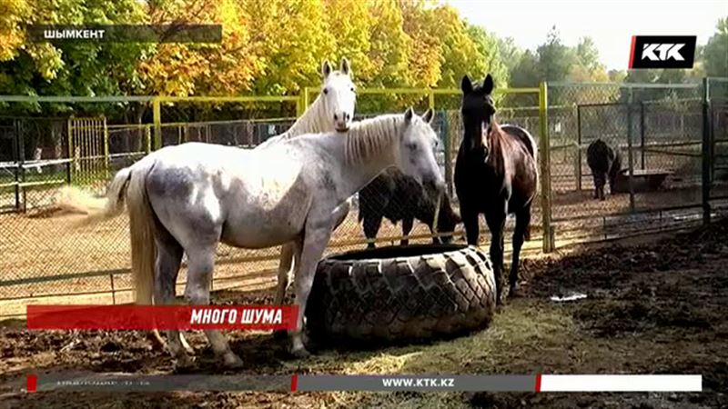 Экс-сотрудники зоопарка в Шымкенте заявили о массовой гибели животных