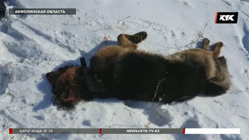 В Акмолинской области овчарка насмерть загрызла ребенка