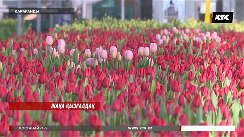 Қарағандыда алғаш рет пион гүліне ұқсас қызғалдақтар өсіп шықты