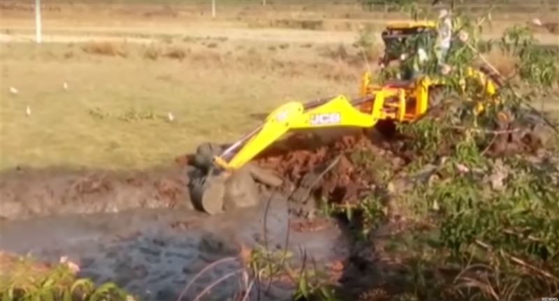 ВИДЕО: Слоненка вытащили из грязевой ямы при помощи ковша экскаватора