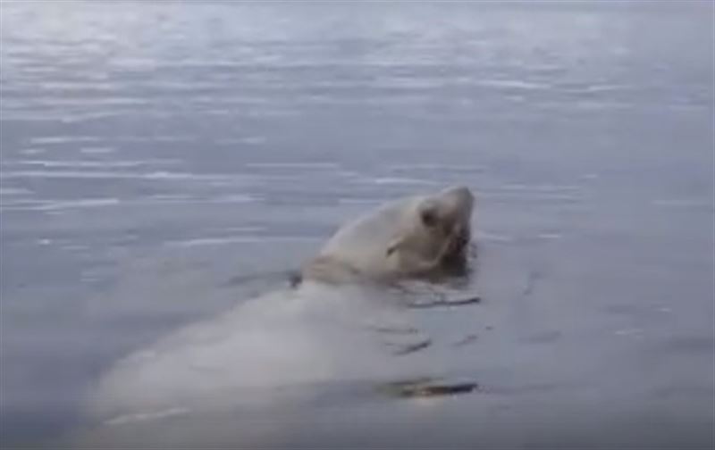 В Канаде спасли самку морского льва от пластиковой удавки