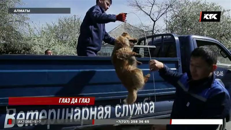 Гуманно ли проводят отлов собак в Алматы, покажет видео