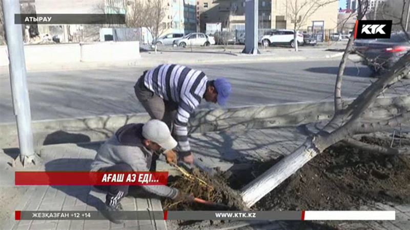 Атырауда жасыл-желекті отап тастаған әкімдіктің әрекеті үлкен дауға ұласты