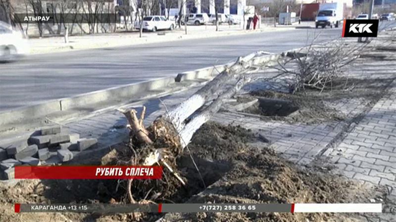 В Атырау вырубают трехметровые тополя